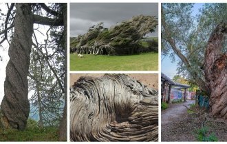 Неразгаданная загадка природы: деревья, которые закручиваются в спираль (20 фото)