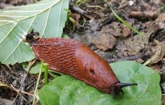 Испанский слизень: готовят почву для экологической катастрофы (8 фото)