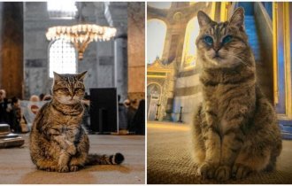 В турецком соборе много лет живет кошка, и она - его главная "хозяйка" (28 фото)