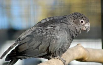 Большой  попугай-ваза: В брачный период самки становятся уродливыми, лысыми  и держат самцов-рабов, а так хороший умный попугай (9  фото)