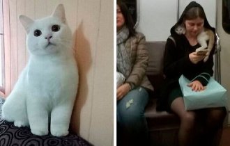 50 комков счастья из твиттер-аккаунта "Почему вам нужна кошка" (51 фото)
