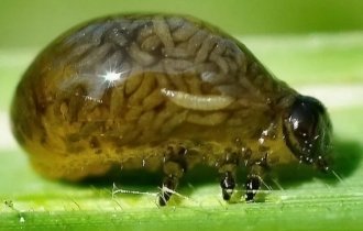 A larva in which larvae live. Matryoshka of the insect world (5 photos)