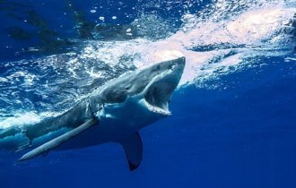 Как живёт белая акула: 9 интересных привычек и особенностей кархародона (14 фото)