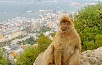 Единственная обезьяна Европы (6 фото + 1 видео)