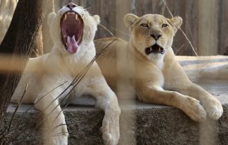 Зверские фото (19 фото)