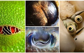 20 фантастических глаз из мира животных, которые заглянут вам в душу (21 фото)