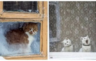 Мороз-художник и котики-ценители (26 фото)