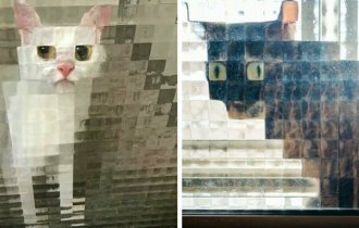 15 случаев, когда рифлёные стёкла в доме превращали котов в произведения сюрреалистов (16 фото)