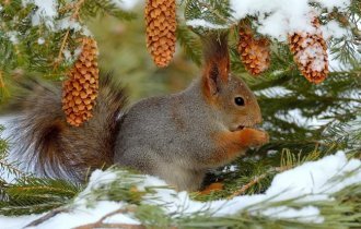 Forest animals in winter (40 photos)