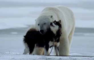 Место, где белые медведи и собаки живут вместе (6 фото)