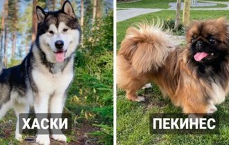 14 відомих порід собак, які виявилися дуже давніми (15 фото)