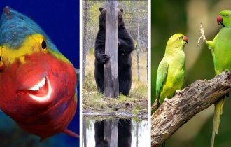 44 самые смешные фотографии животных 2020 года (45 фото)