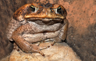 Колорадская жаба: Хранитель галлюцинаций. Воины мазали её ядом стрелы, шаманы уходили в глубокий наркотический трип (8 фото)