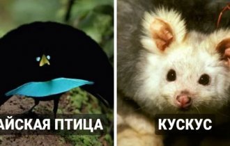 15 нещодавно виявлених видів тварин (16 фото)