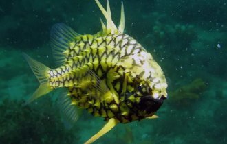 Морской шишечник: Рыба-ананас, который невозможно съесть! Её чешуя — латы, а рот извергает свет (7 фото)