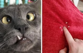 17 cats that showed their teeth and touched people (17 photos)
