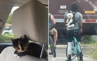 16 фото хвостатых пассажиров, которые доказывают, что с животными дорога веселее (17 фото)