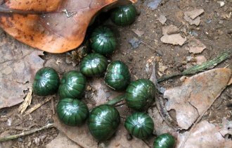 Это создание склеивает лапки муравьям и живёт целых 11 лет в скромности и аскезе (8 фото)