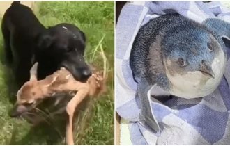 7 animals that made headlines this year (8 photos)