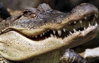 25 интересных фактов о крокодилах (7 фото)