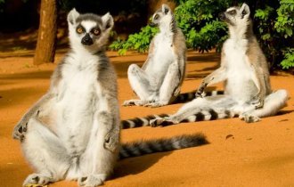 Кошачий лемур: Узбагойтесь! Их жизнь похожа на вечный отпуск. Секреты счастья от лемуров (8 фото)
