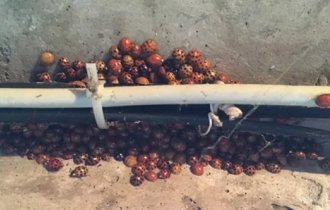 Які комашки зимують у наших квартирах та будинках? (6 фото)