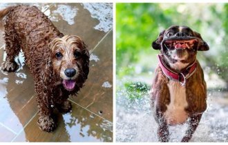 Что мне дождик проливной? (16 фото)