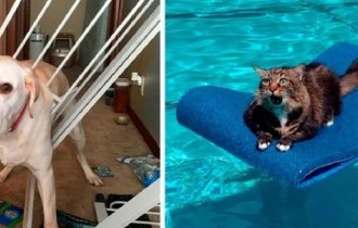 Вытащите меня немедленно! (36 фото)