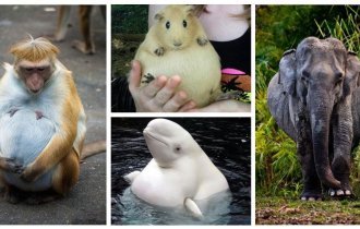 25 фото на случай, если вы не знали как мило выглядят беременные животные (25 фото)