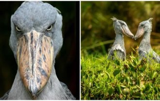 Royal Heron: a unique predator (6 photos + 2 videos)