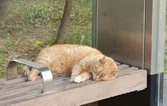 О том, что придумал хитрый рыжий кот и как о нём позаботились хозяева (8 фото)