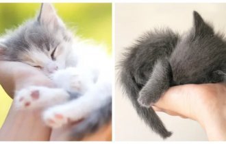 Кошки в ладошке (21 фото)