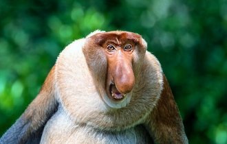 6 интересных фактов о примате с необычным носом (5 фото)