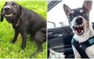 Умора: 30 неудачных фото собак, которые не должны были попасть в сеть (31 фото)