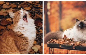 Leaf fall as an important milestone in the life of cats (21 photos)