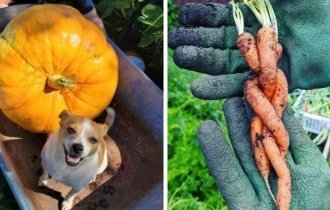 17 моментов, когда садовник получил удивительные урожай в своем огороде (18 фото)