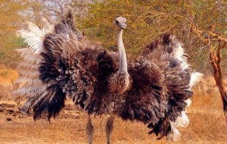 Страус: Не каждый лев переживёт такую охоту. Реальная опасность и поведение крупнейшей птицы (10 фото)