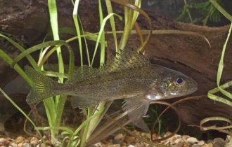 Рыбы с колючками: занимательные факты о ершах (5 фото)