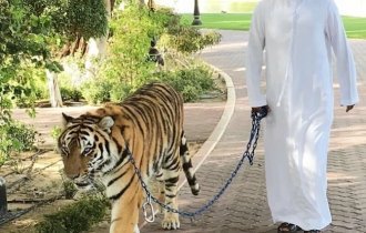 Crazy things you can only see in Dubai! (14 photos)