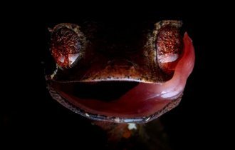 Satanic Gecko: No one can see him, but he watches everyone. He has become so good at hiding in the foliage that all you can see are his creepy eyes! (7 photos)