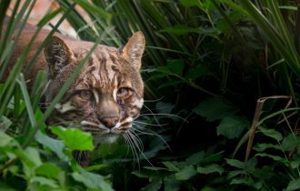 Кошка  Темминка: Эта крупная дикая кошка почти неизвестна публике,  но она может завалить молодого оленя или кабана (8 фото)