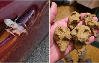 20 times people discovered strange and scary things (21 photos)