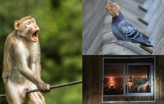 Смешные и милые: названы лучшие работы фотоконкурса диких животных (14 фото)