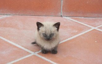 Подборка прикольных фотографий злых Котиков (30 фото)