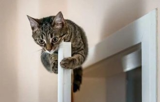 Why cats hate closed doors and demand to open them all (8 photos)