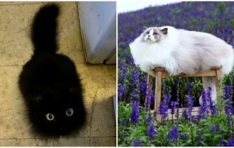Его величество кот: 30 пушистых котеек, которые своруют ваше сердце (31 фото)