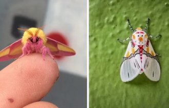 40 фото цікавих комах, якими поділилися користувачі мережі (41 фото)