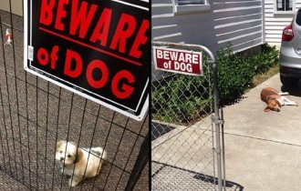 Осторожно, злая собака! (20 фото)