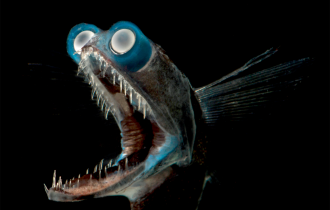 Рыба-телескоп: Жуткое порождение мрака со встроенным биноклем и прибором ночного видения (6 фото)