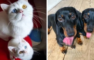 16 очаровательных домашних питомцев, которые подарили миру свои мини-версии (17 фото)